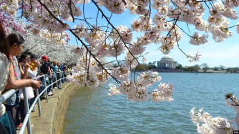 Washington da bienvenida a la primavera con los cerezos en flor