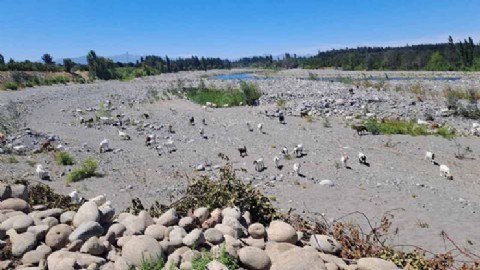 Sistemas del Maule y Longaví operan con 60% de déficit hídrico y advierten temporada “definitivamente jugada”