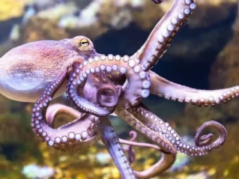 Chile encabeza la lista de países que financian la cría de pulpos fuera de Europa