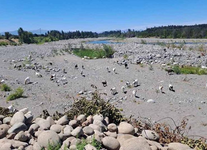 Sistemas del Maule y Longaví operan con 60% de déficit hídrico y advierten temporada “definitivamente jugada”